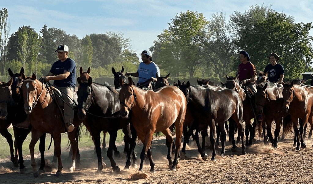 Tropilla de caballos en movimiento durante la experiencia de campo.